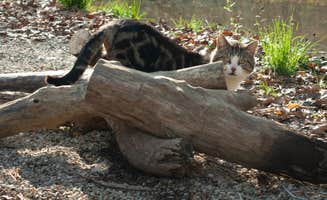 Jessica X.'s photo of camping with pets at Clear Creek Rec Area near Slade, KY