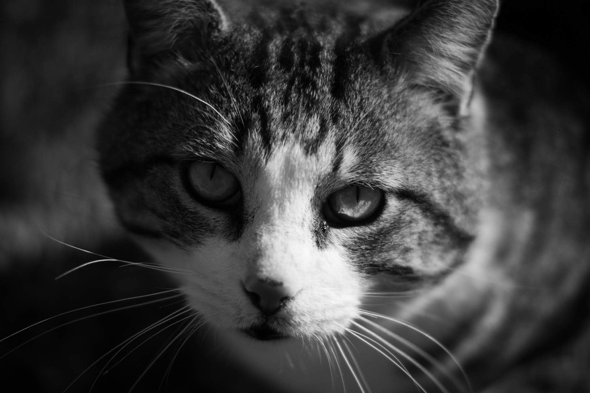 Jessica X.'s photo of camping with pets at Clear Creek Rec Area near Clearfield, KY