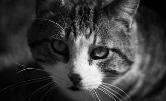 Jessica X.'s photo of camping with pets at Clear Creek Rec Area near Slade, KY