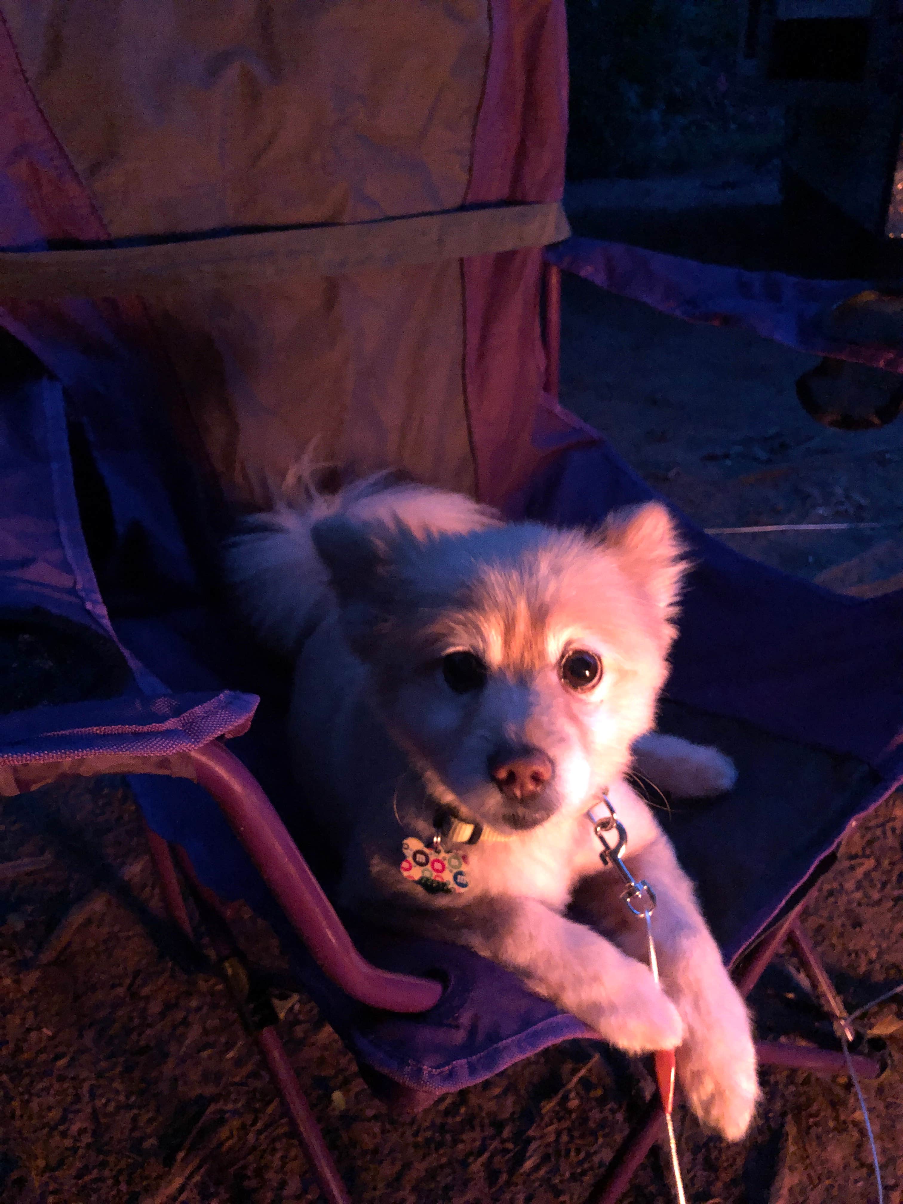 Glenda D.'s photo of camping with pets at Apostle Islands Area RV park and Camping near Cornucopia, WI