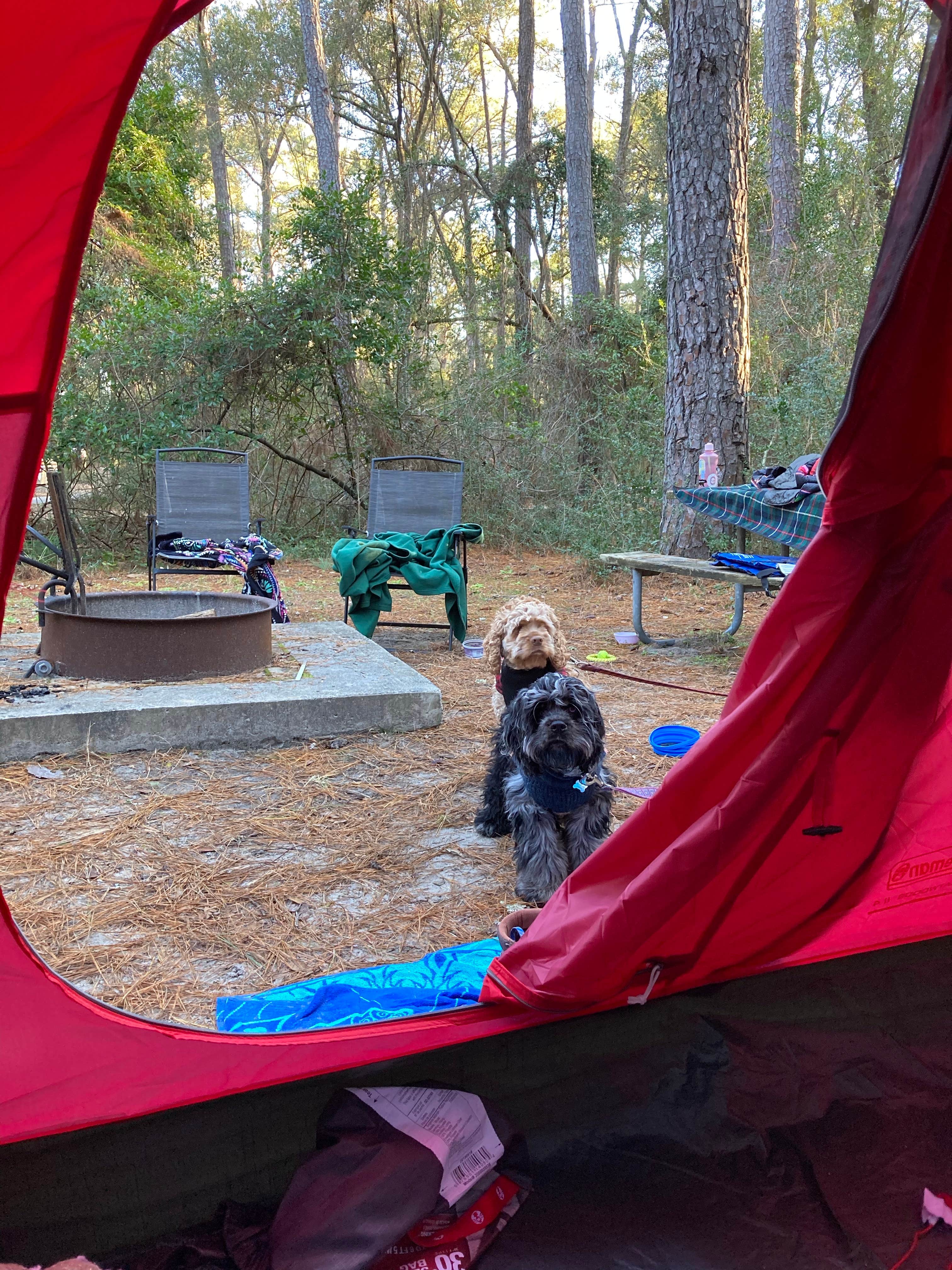 Lydia's photo at Carolina Beach State Park Campground near Kure Beach, NC