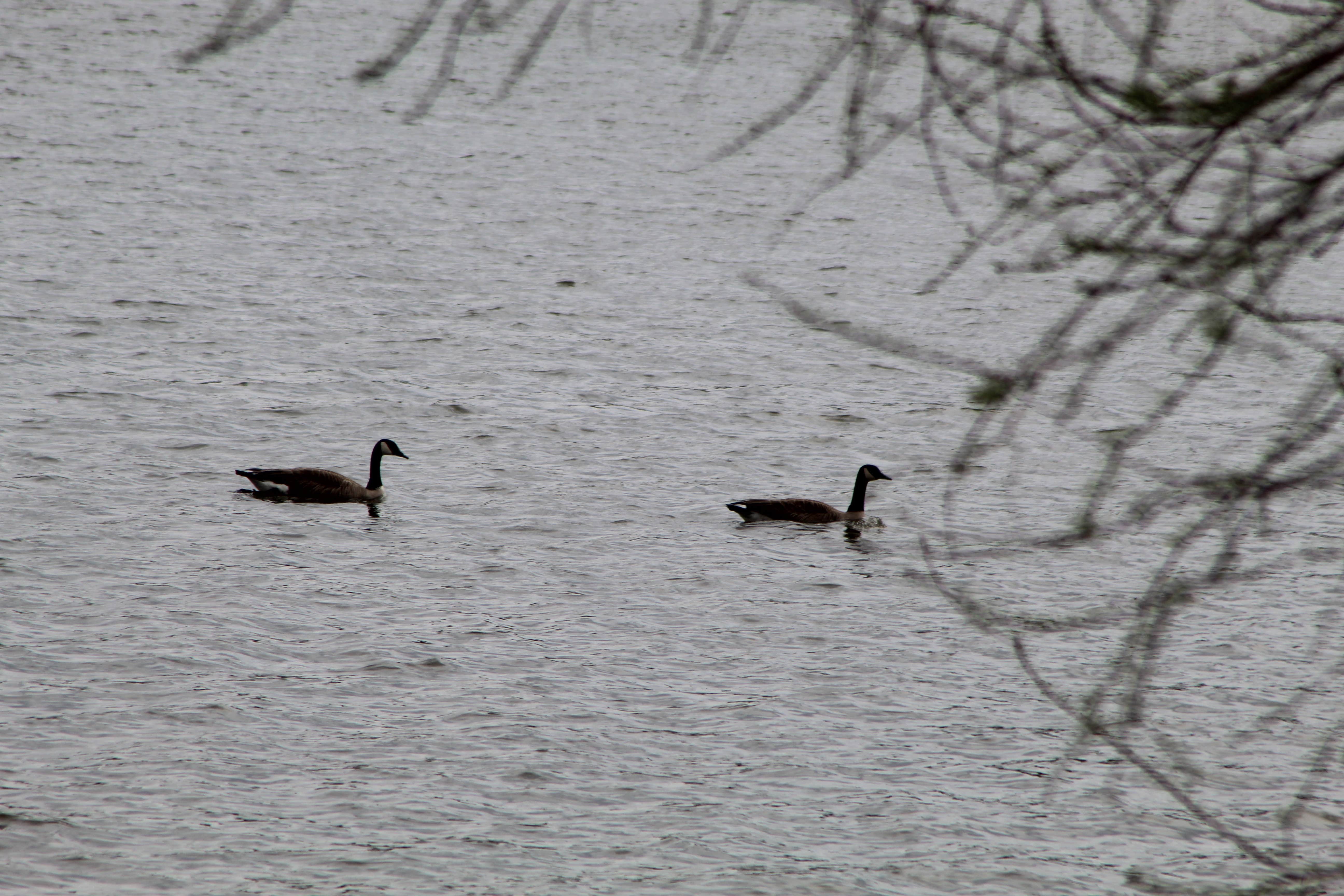 Camper-submitted photo at COE Rend Lake North Sandusky Recreation Area near Rend Lake
