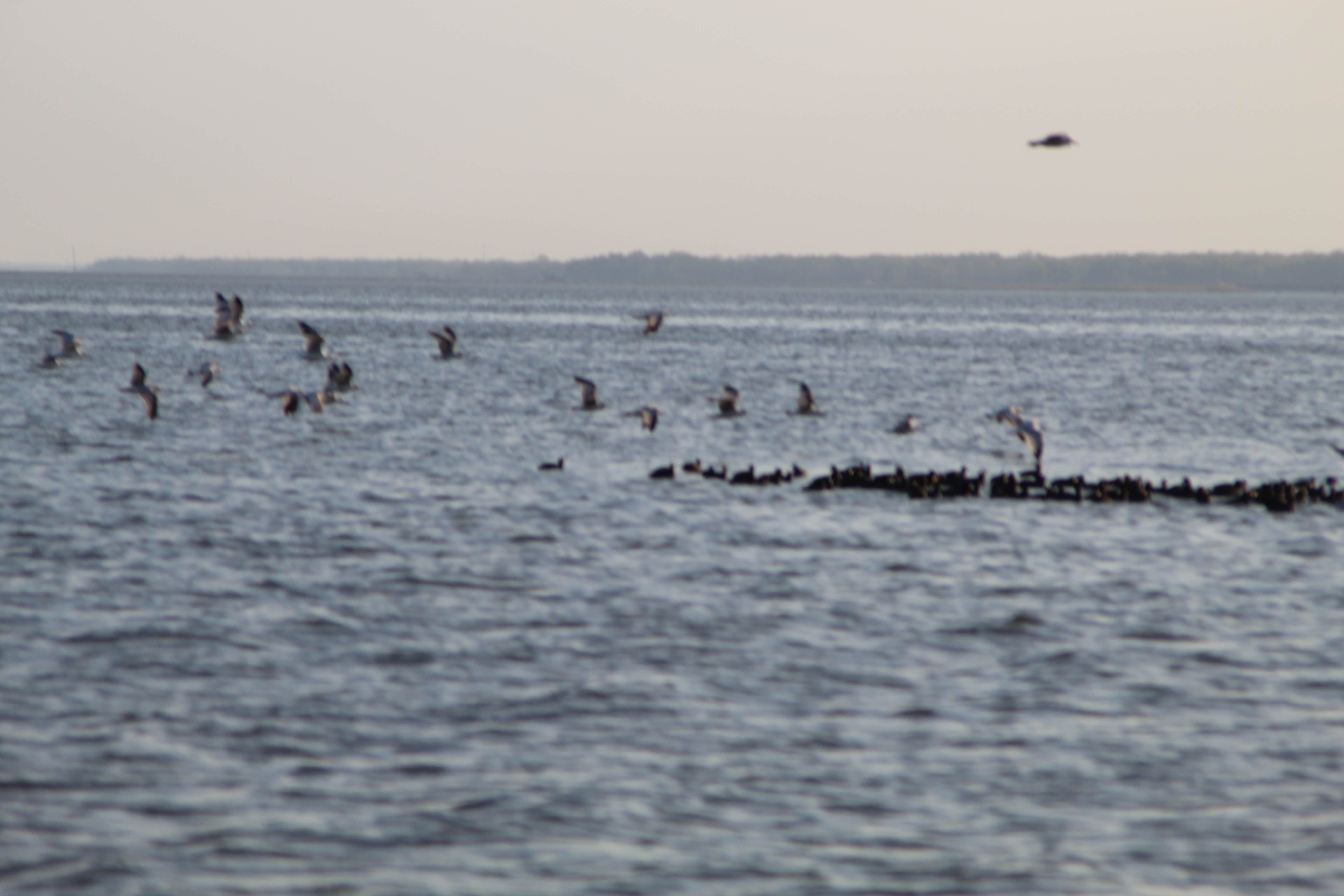 Camper-submitted photo at COE Rend Lake North Sandusky Recreation Area near Rend Lake