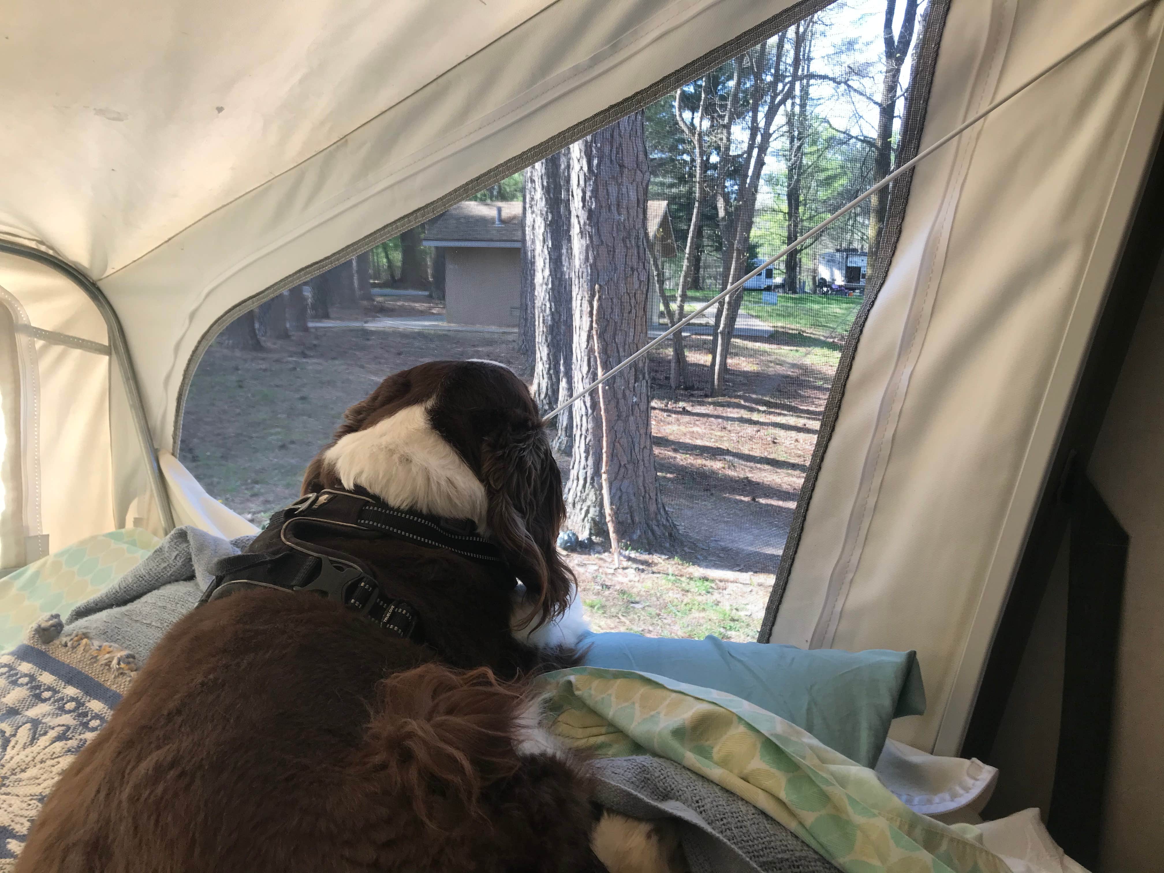 Joel R.'s photo of camping with pets at COE Rend Lake North Sandusky Recreation Area near McLeansboro, IL