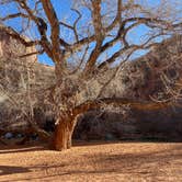 Review photo of Moonflower Canyon Group Site by Celina M., April 7, 2021