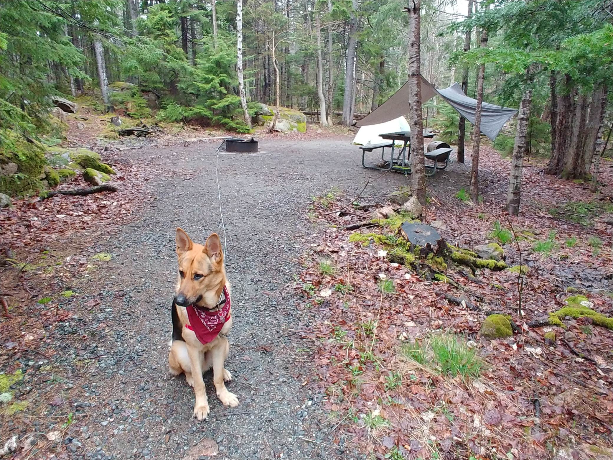 Brendan S.'s photo at Blackwoods Campground — Acadia National Park near Acadia National Park
