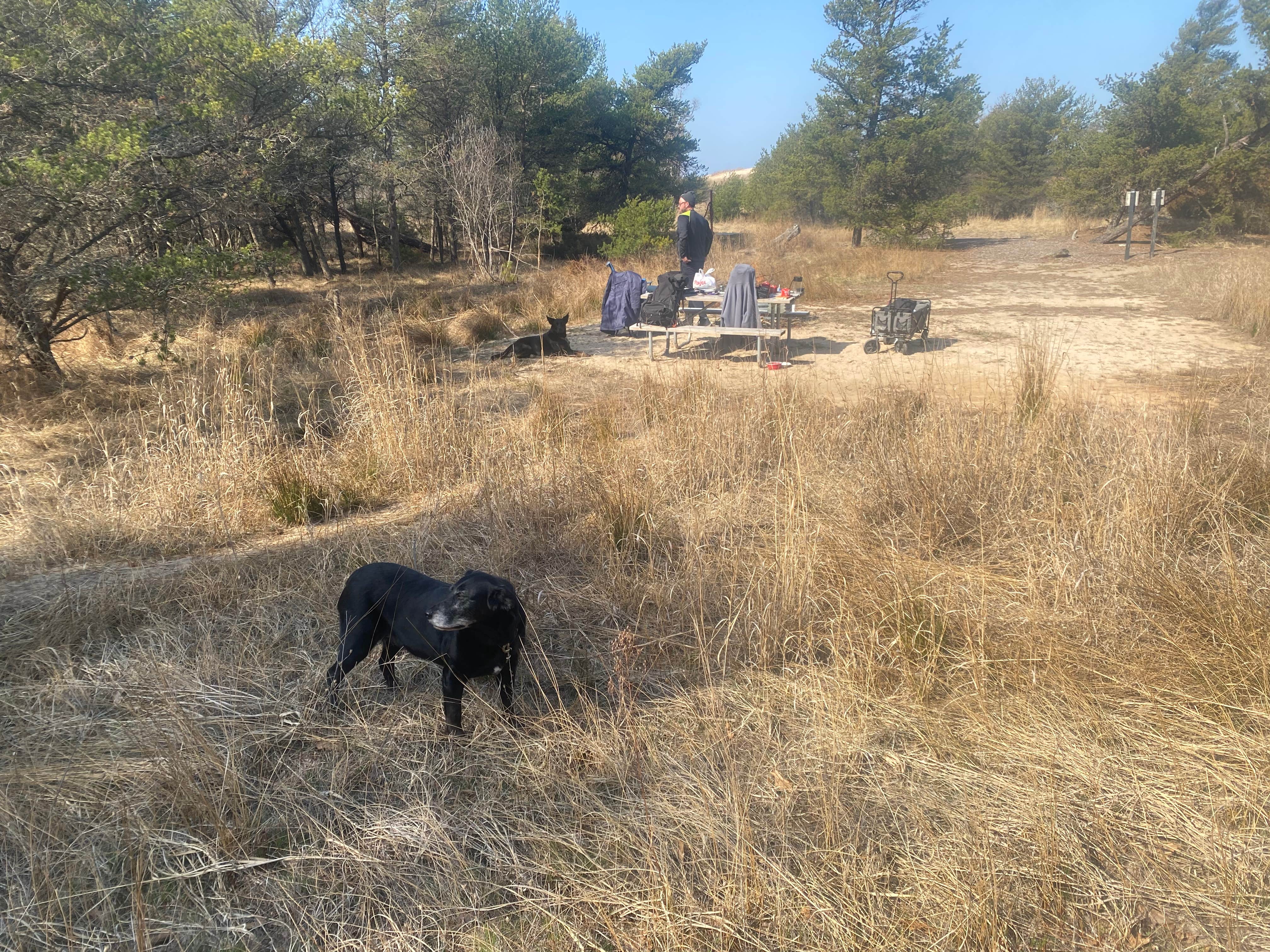 Camper submitted image from Jackpine Hike-In Campground — Ludington State Park - 1