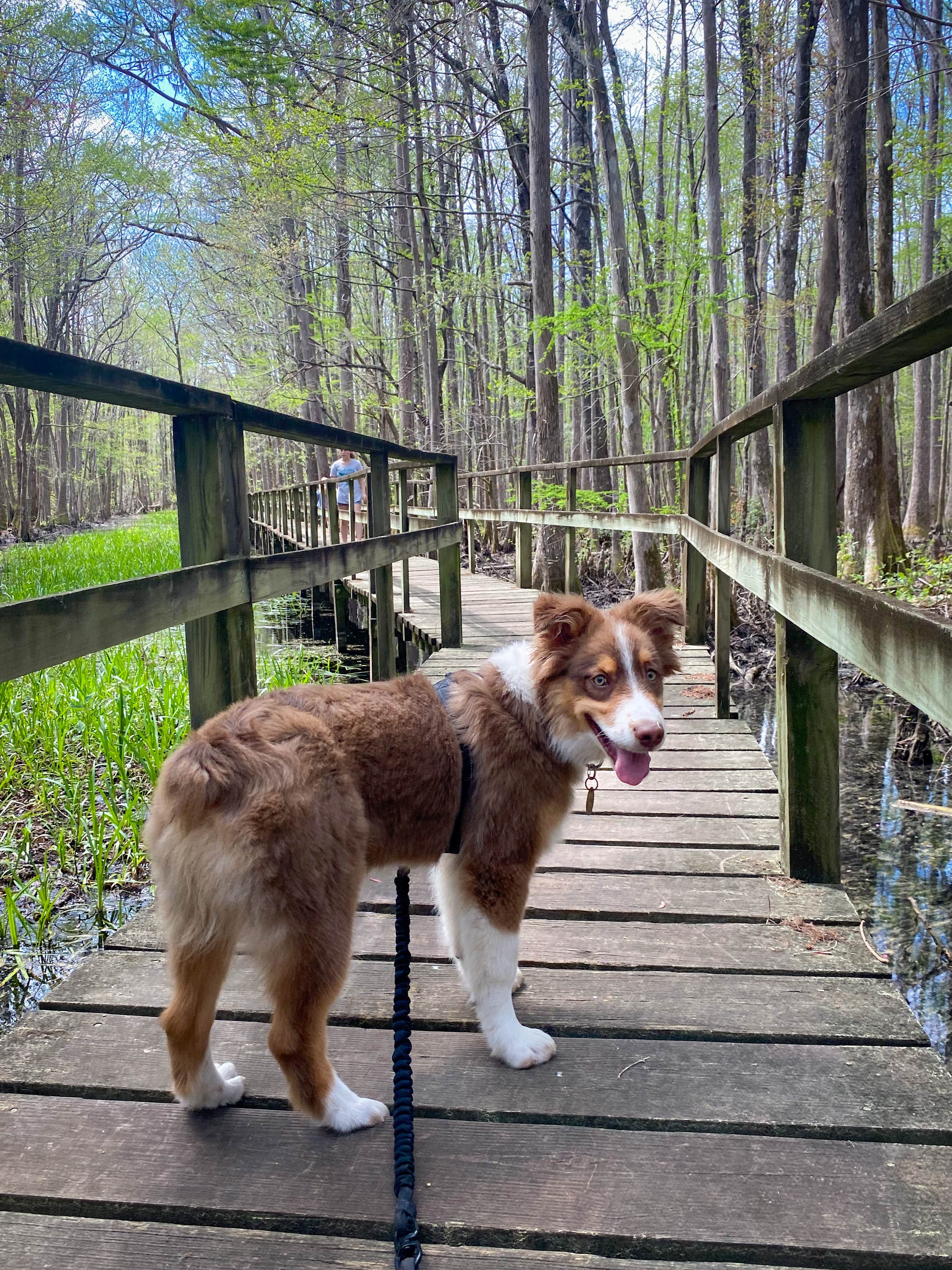 Kristin S.'s photo of camping with pets at Santee Coastal Reserve near Murrells Inlet, SC