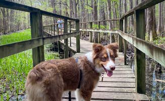 Kristin S.'s photo of camping with pets at Santee Coastal Reserve near Cordesville, SC
