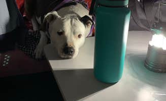 Manuela D.'s photo of camping with pets at Fish Lake Resort near Klamath Falls, OR