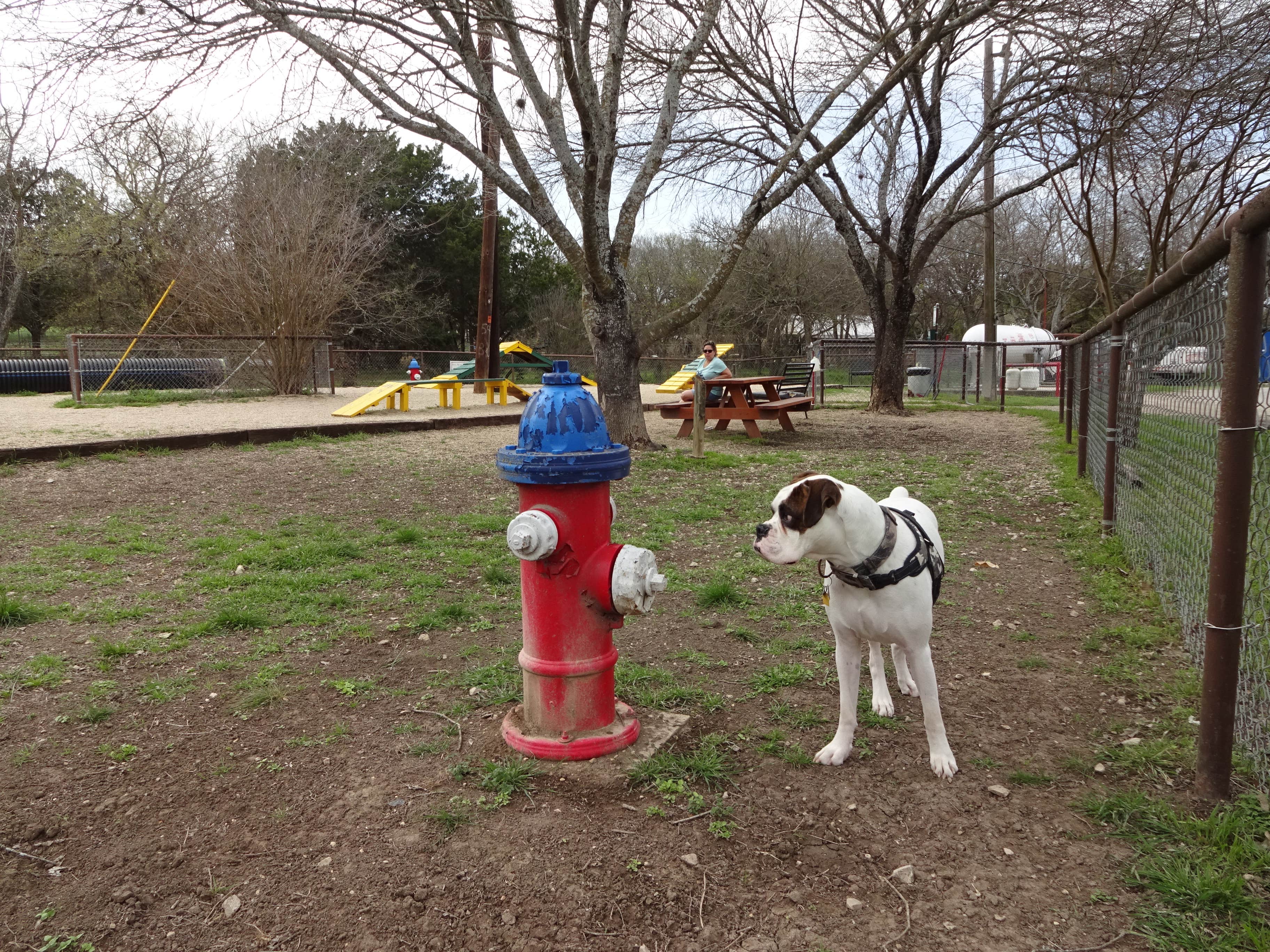 Reynolds  O.'s photo of camping with pets at Stone Creek RV Park near Castroville, TX