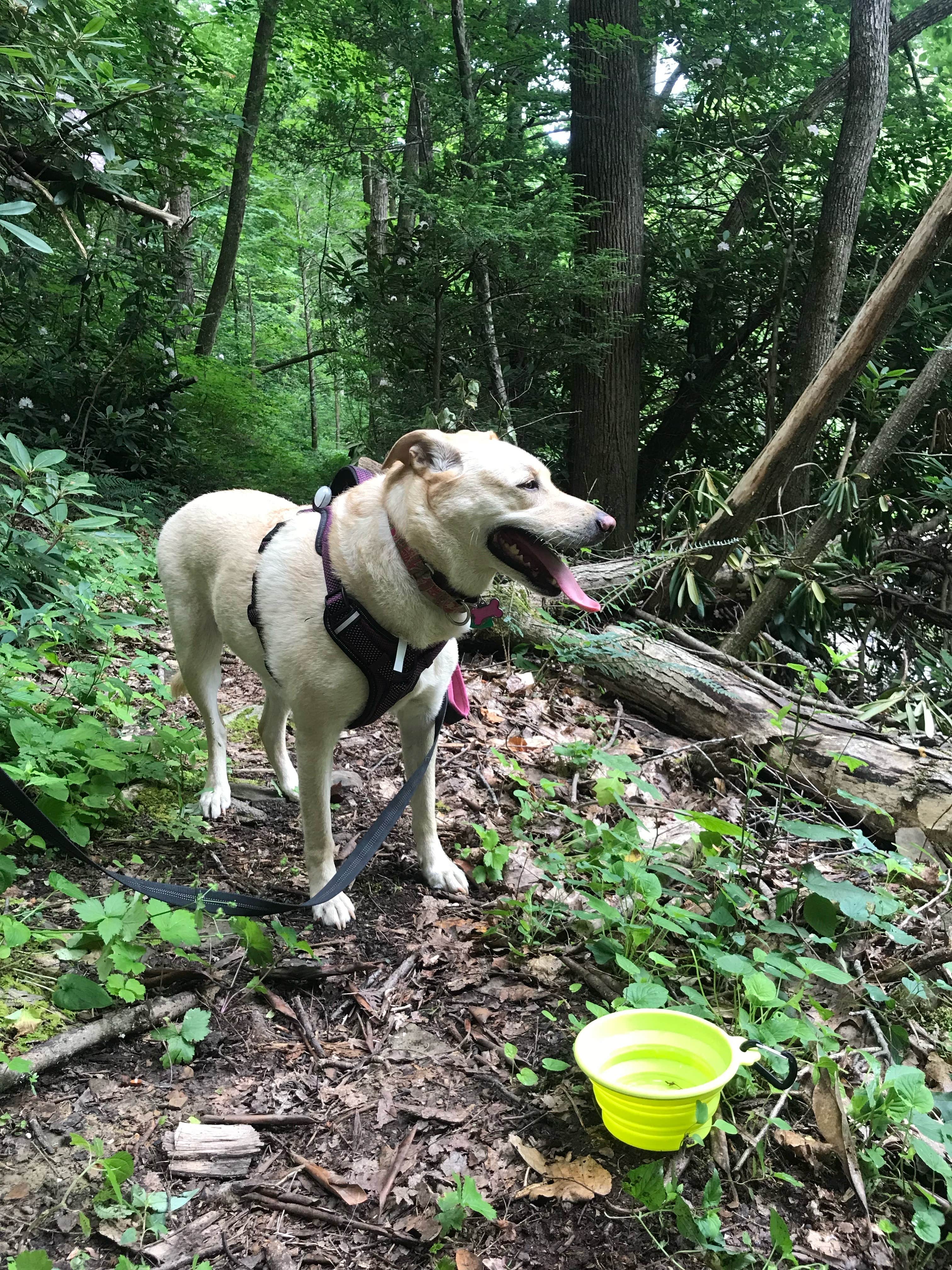 Emily B.'s photo of camping with pets at Monongahela National Forest Blue Bend Campground near George Washington & Jefferson National Forest