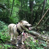 Review photo of Monongahela National Forest Blue Bend Campground by Emily B., April 8, 2021