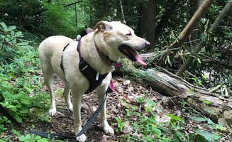 Emily B.'s photo of camping with pets at Monongahela National Forest Blue Bend Campground near New Castle, VA