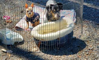 Kim M.'s photo of camping with pets at Red Top Mountain State Park Campground near Dallas, GA
