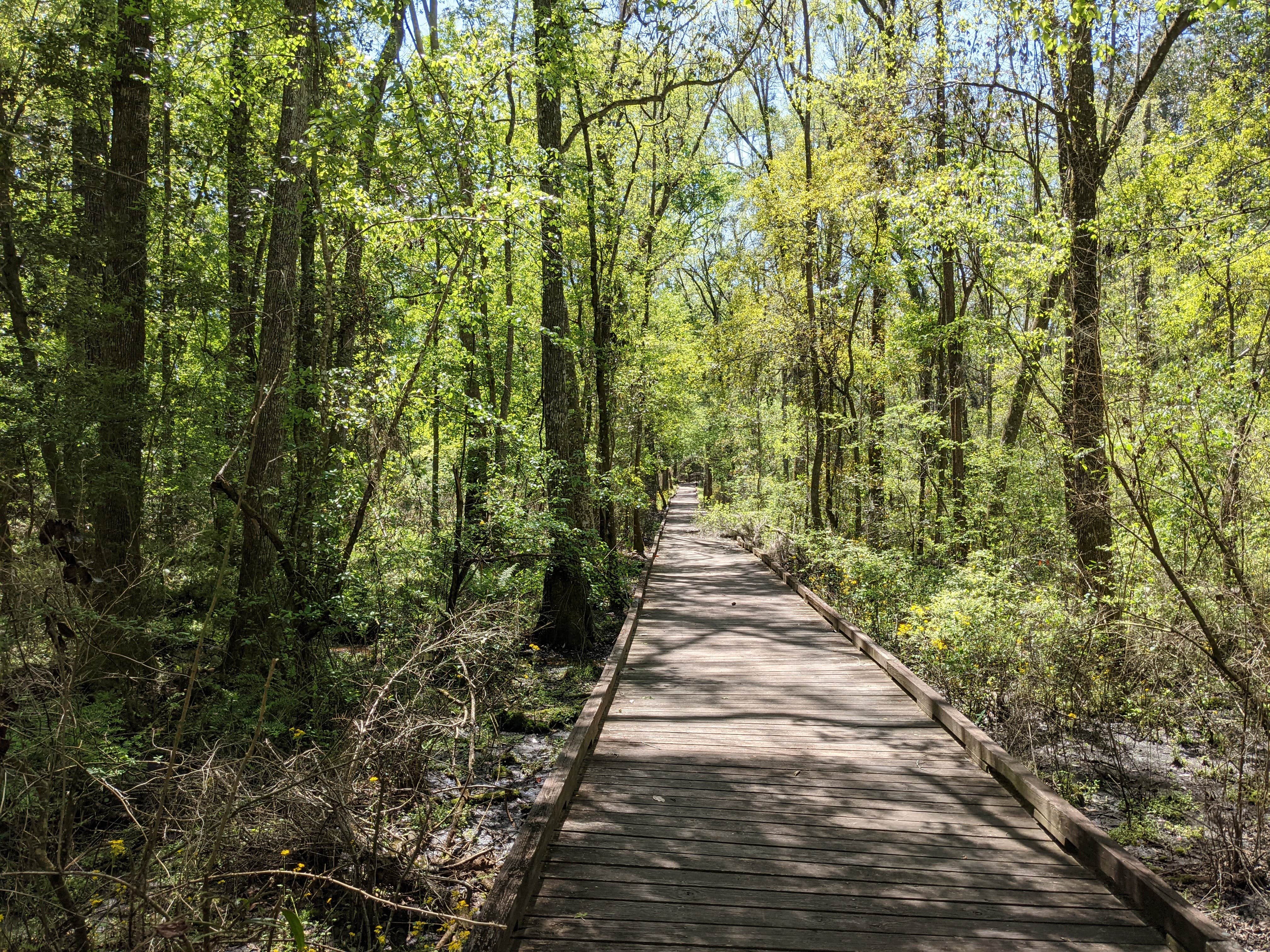 Escape to Tranquility: Your Guide to Reed Bingham State Park in Georgia