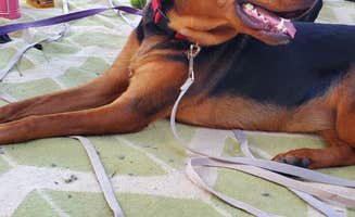 Kim M.'s photo of camping with pets at James H 'Sloppy' Floyd State Park Campground near Resaca, GA