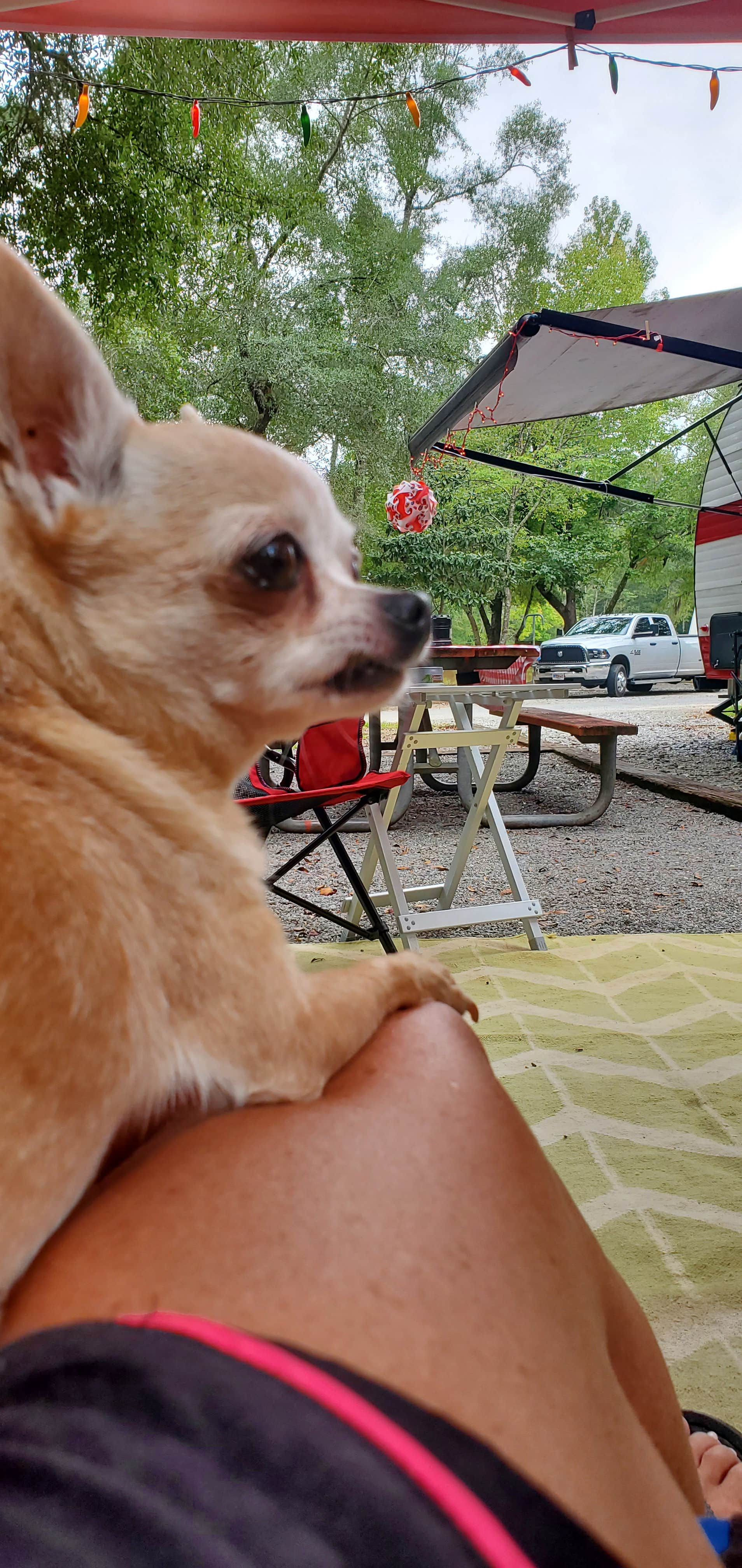 Kim M.'s photo of camping with pets at Kolomoki Mounds State Park Campground near Dothan, AL