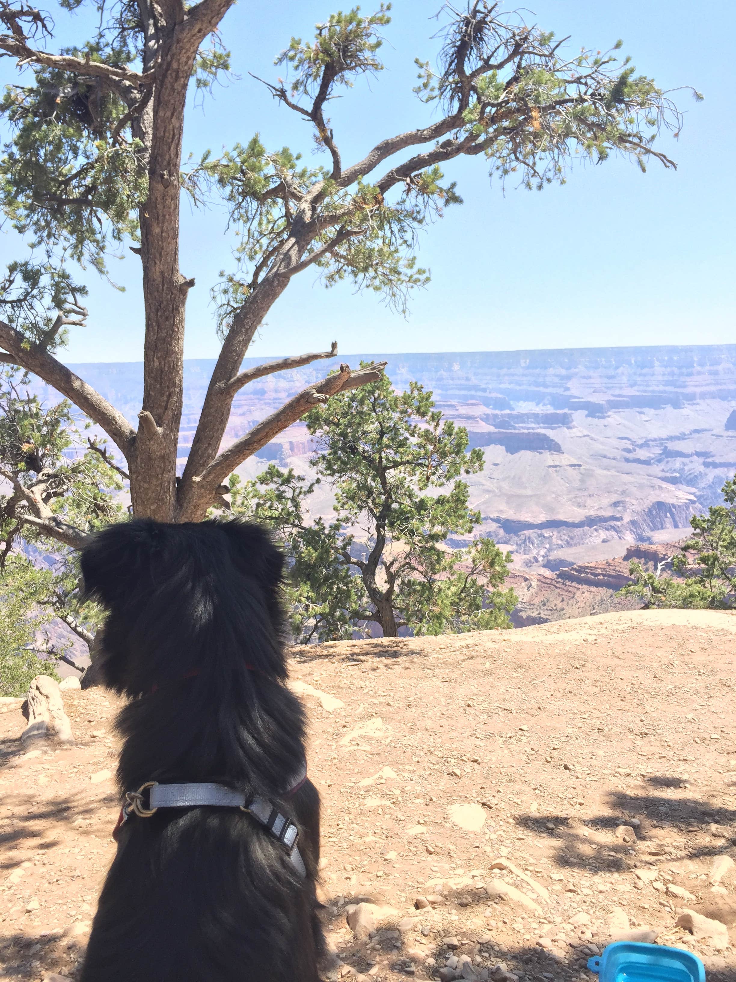 Candy P.'s photo of camping with pets at Dogtown Lake Campground And Group near Williams, AZ