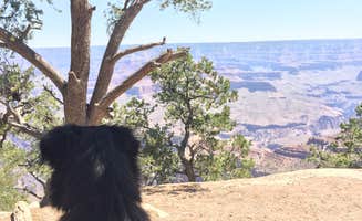 Candy P.'s photo of camping with pets at Dogtown Lake Campground And Group near Kaibab National Forest