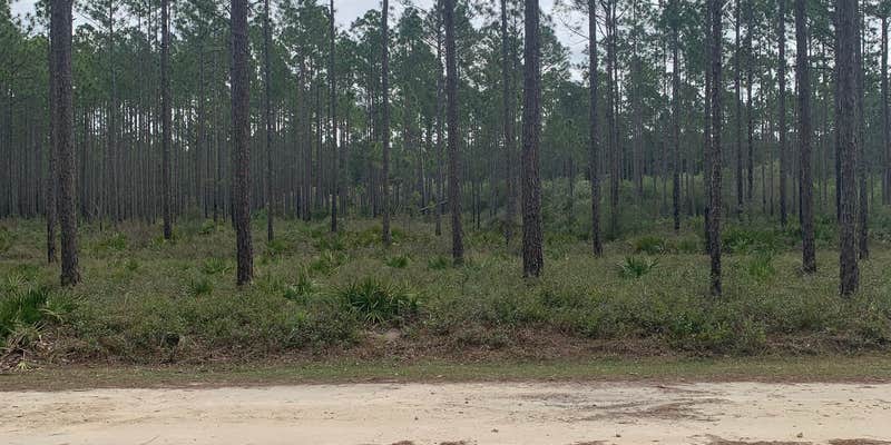 Camper submitted image from Loop Road Campsite — Tate's Hell State Forest Womack Creek Primitive Campsites