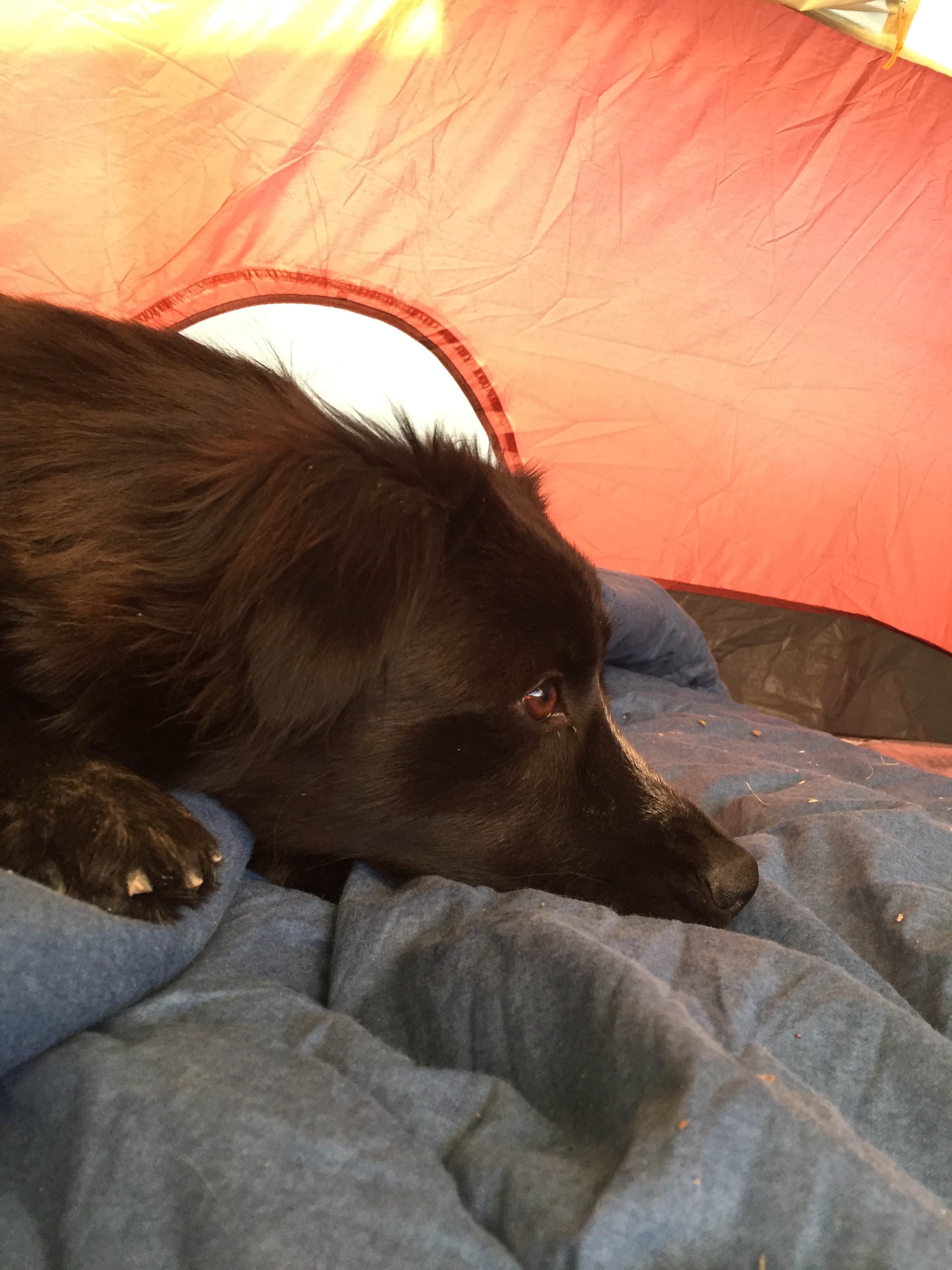 Candy P.'s photo of camping with pets at Windy Hill Campground near Tonto National Forest