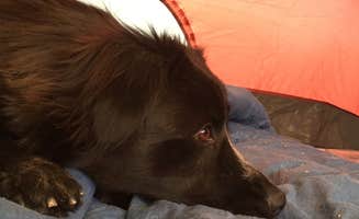 Candy P.'s photo of camping with pets at Windy Hill Campground near Tonto National Forest