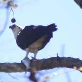 Review photo of Hardridge Creek Campground by Carrie with BottleCapsAndBacon F., April 8, 2021