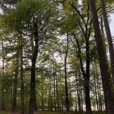 Review photo of Martin Dies, Jr. State Park Campground by Daniel L., April 8, 2021