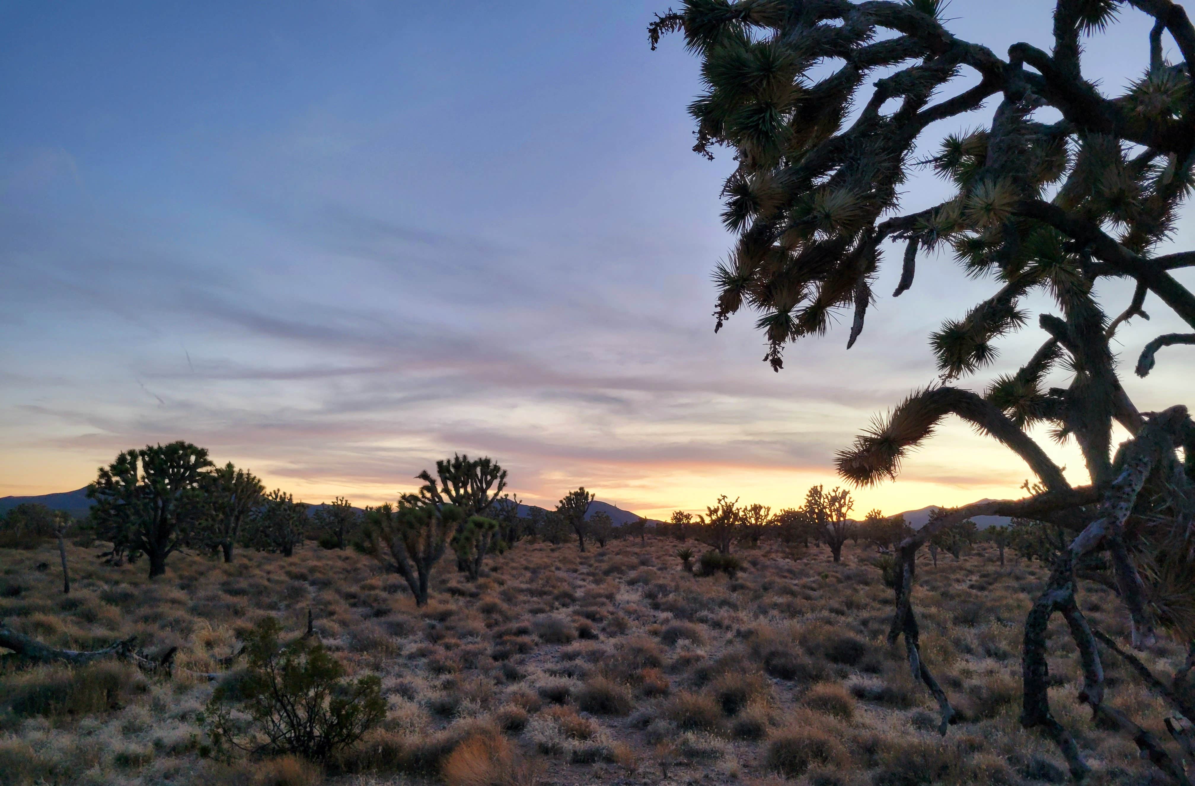 BLM Knob Hill Primitive Camping Searchlight, NV