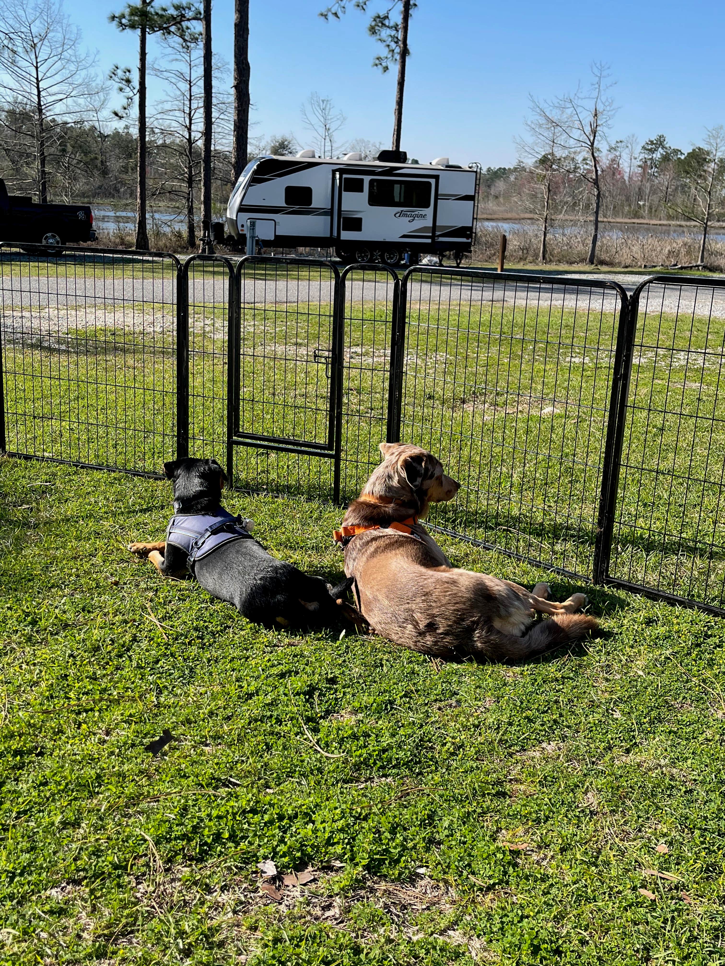 Suzy R.'s photo of camping with pets at Seminole State Park Campground near Tallahassee, FL