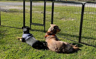 Suzy R.'s photo of camping with pets at Seminole State Park Campground near Blakely, GA