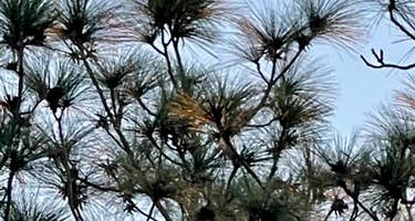 Seminole State Park