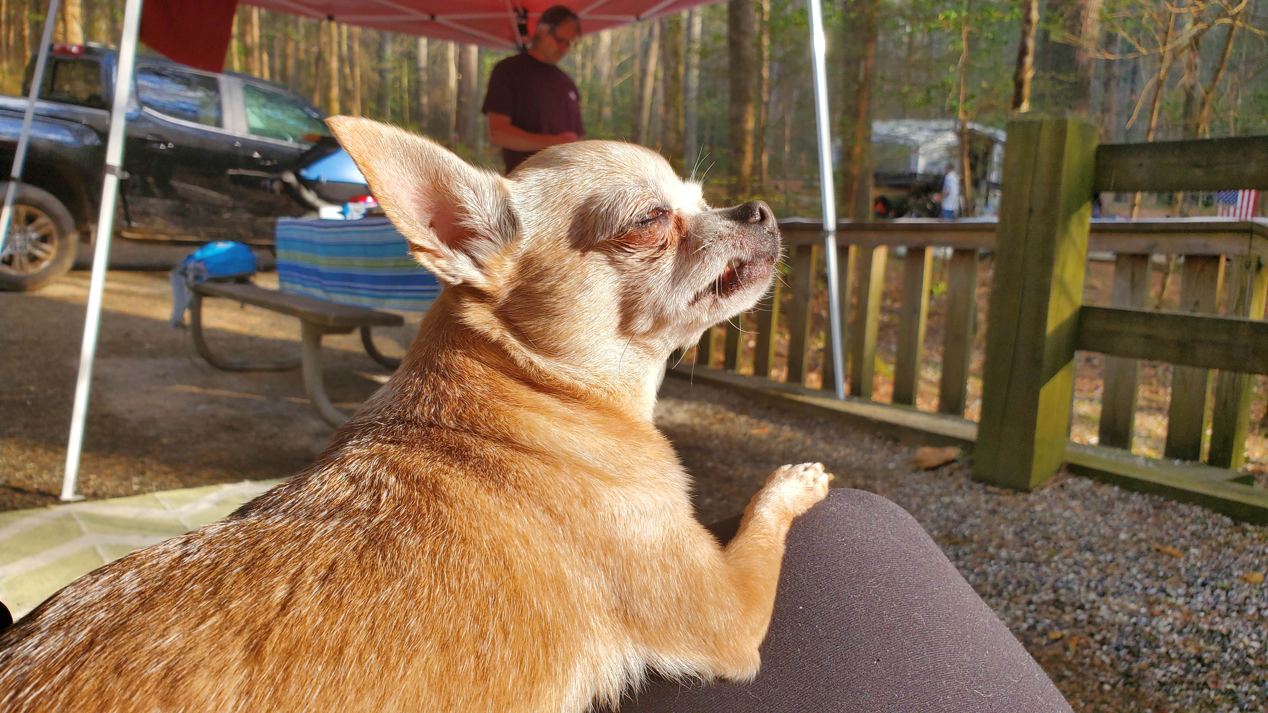 Kim M.'s photo of camping with pets at Vogel State Park Campground near Chattahoochee-Oconee National Forest