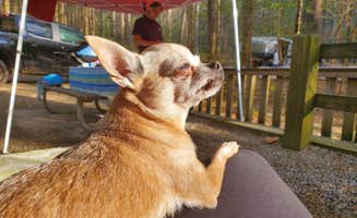 Kim M.'s photo of camping with pets at Vogel State Park Campground near Chattahoochee-Oconee National Forests