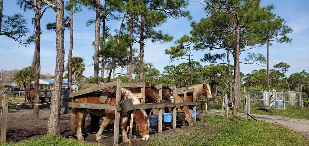 janet H.'s photo of camping with a horse at Pine Grove Campground — Jonathan Dickinson State Park near Deerfield Beach, FL