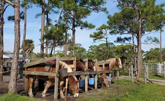 janet H.'s photo of camping with a horse at Pine Grove Campground — Jonathan Dickinson State Park near Port St. Lucie, FL