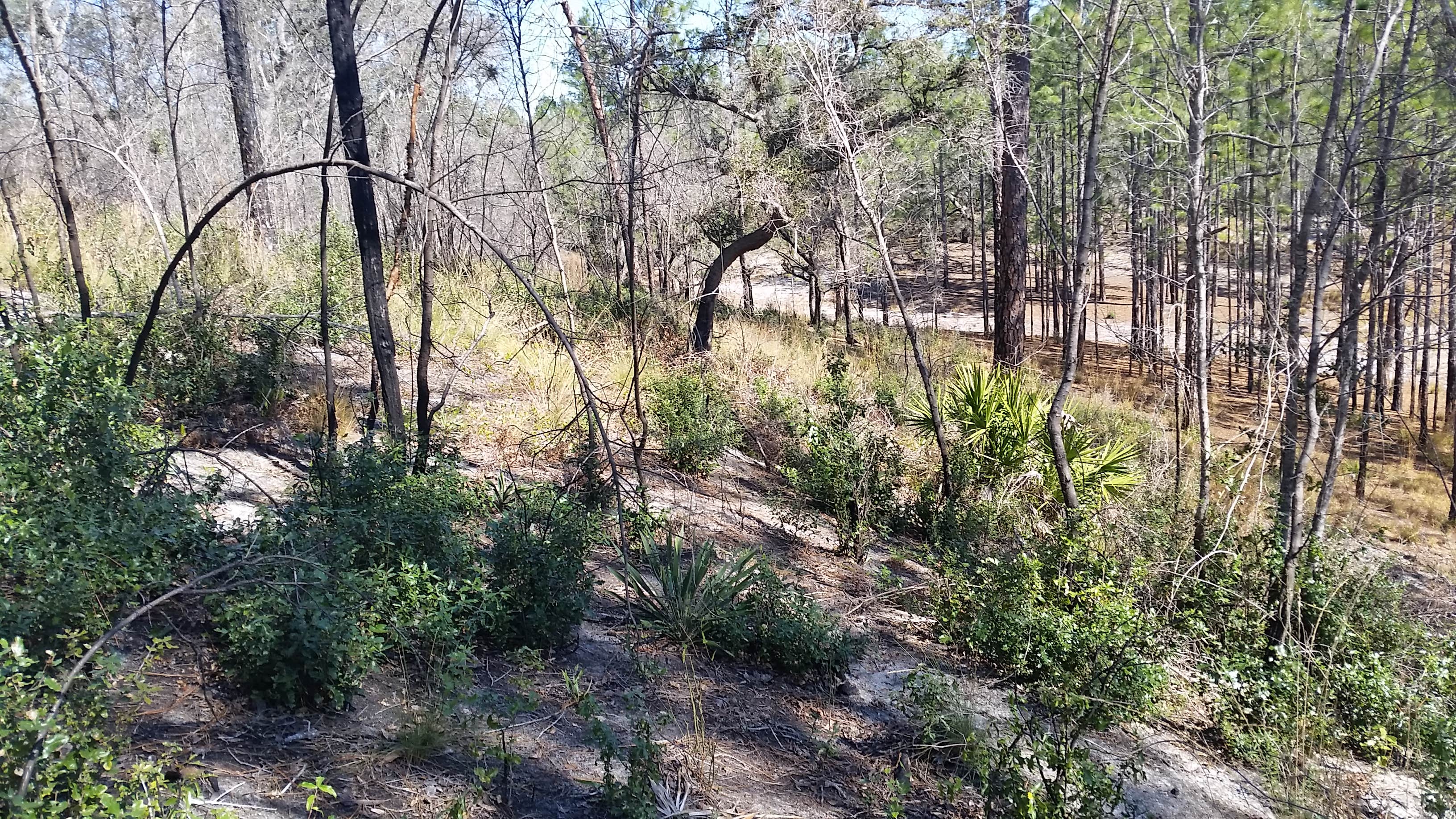 Camper submitted image from Mike Roess Gold Head Branch State Park Campground & Cabins - 2