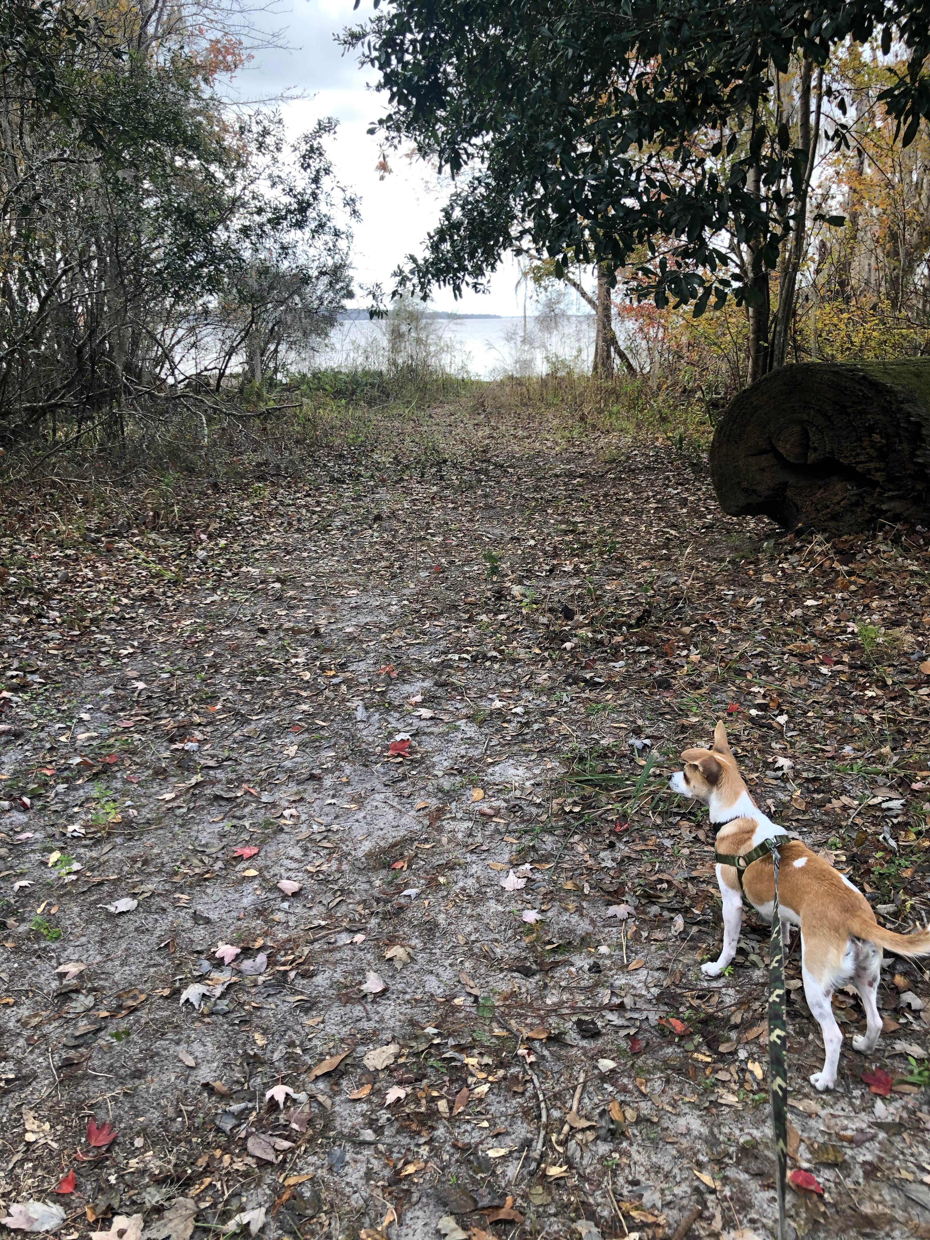 Kelly S.'s photo of camping with pets at Rodman Campground near Ocala National Forest