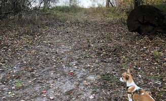 Kelly S.'s photo of camping with pets at Rodman Campground near Crescent City, FL