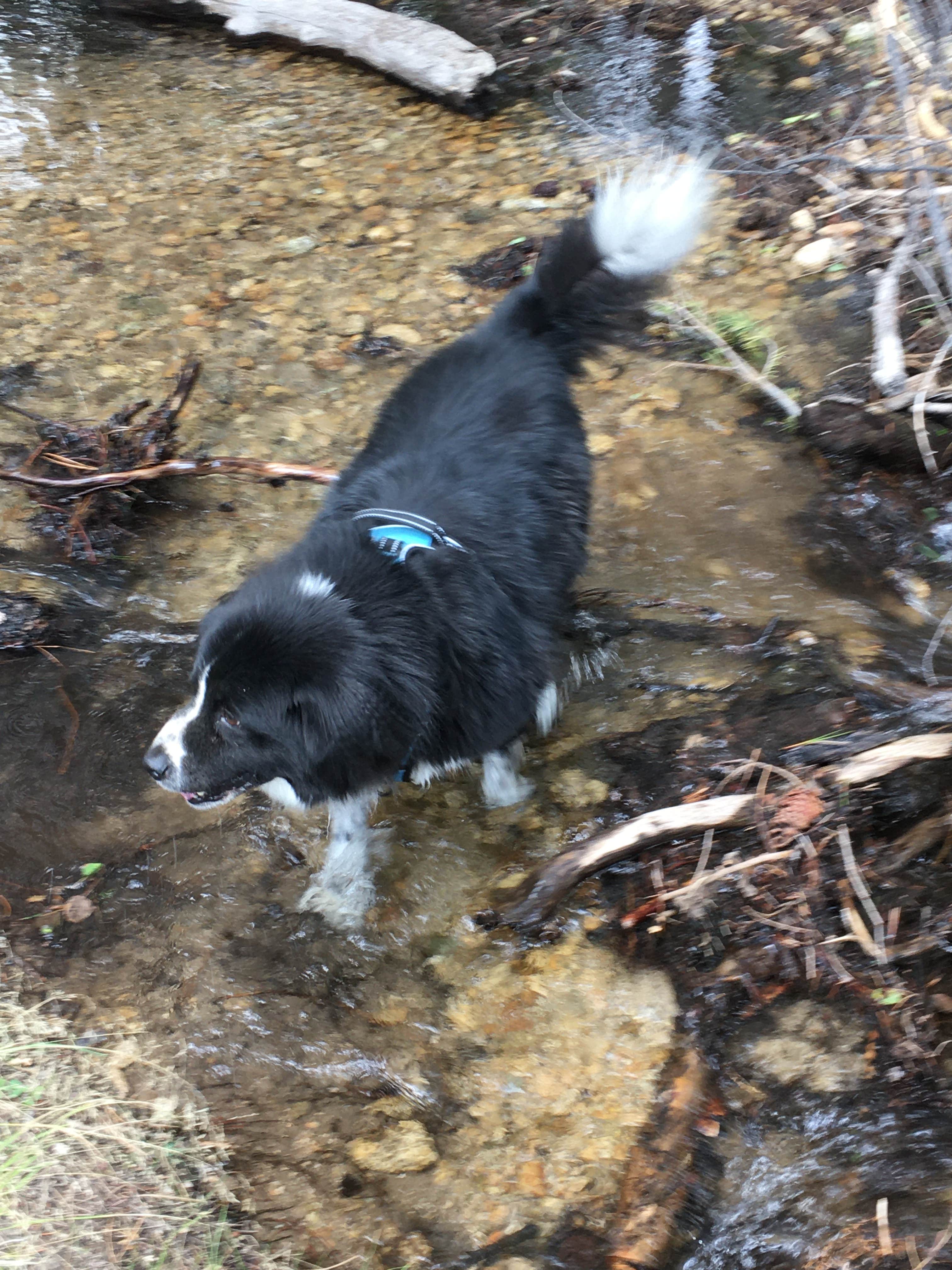 Lise F.'s photo of camping with pets at Browns Creek (South) Dispersed Camping near Salida, CO