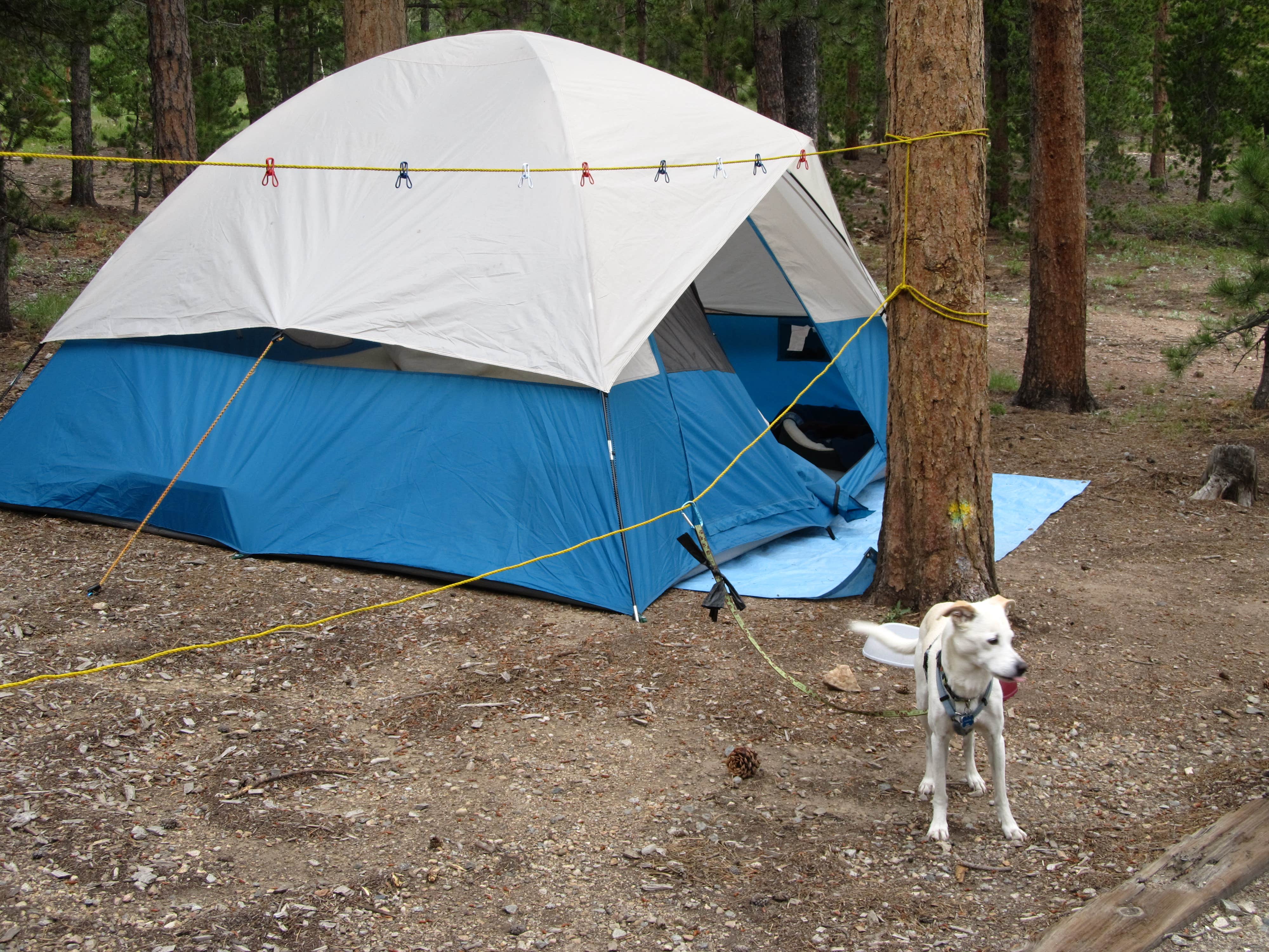 Lise F.'s photo of camping with pets at Kelly Dahl near Nederland, CO