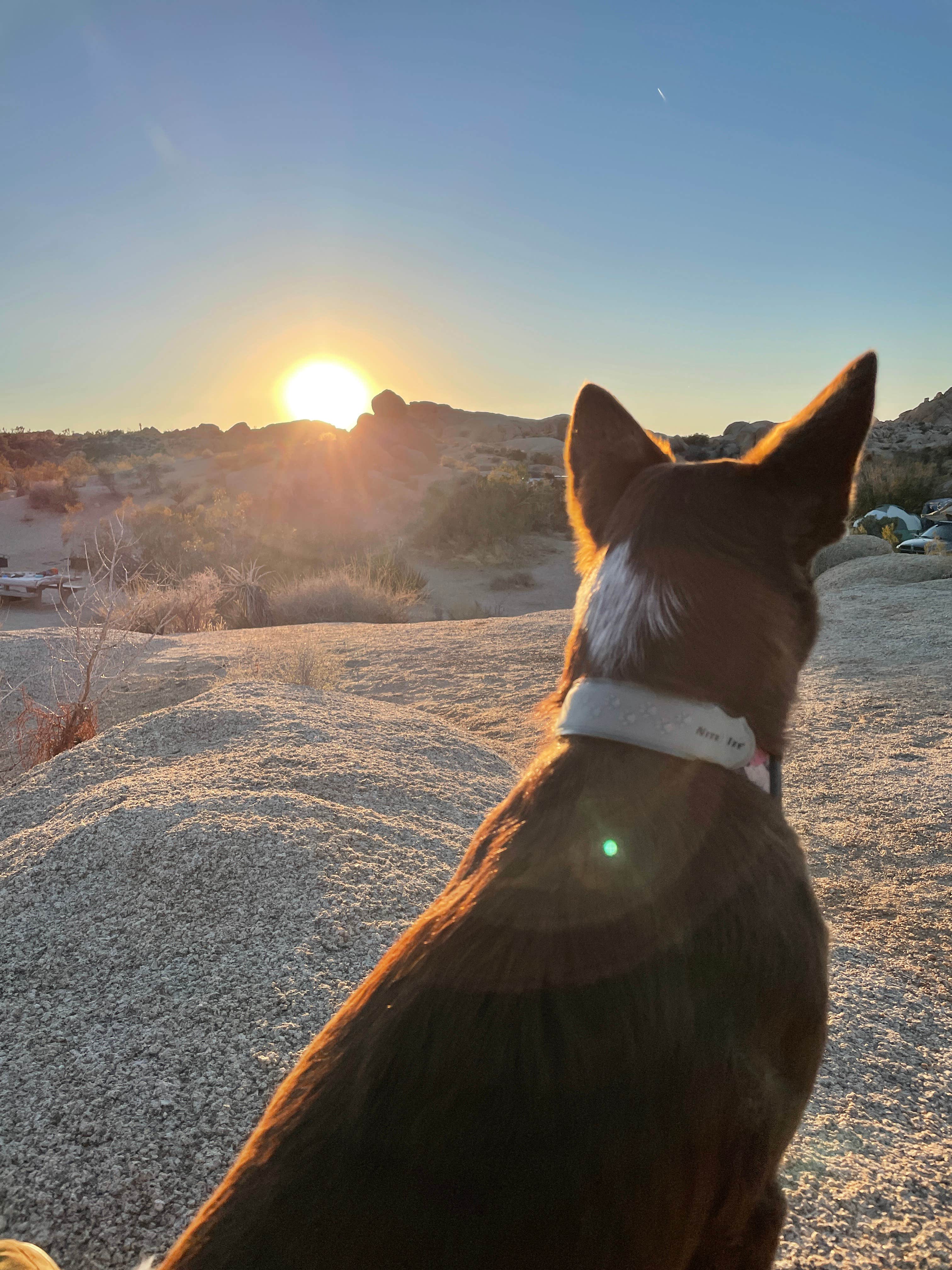Desiree G.'s photo of camping with pets at Jumbo Rocks Campground — Joshua Tree National Park near Bermuda Dunes, CA