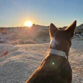 Review photo of Jumbo Rocks Campground — Joshua Tree National Park by Desiree G., April 8, 2021