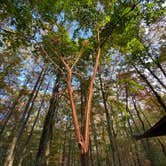 Review photo of Monte Sano State Park Campground by Asher K., April 8, 2021