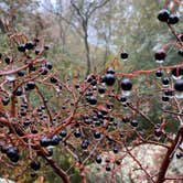 Review photo of Monte Sano State Park Campground by Asher K., April 8, 2021