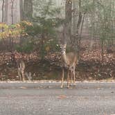 Review photo of Monte Sano State Park Campground by Asher K., April 8, 2021