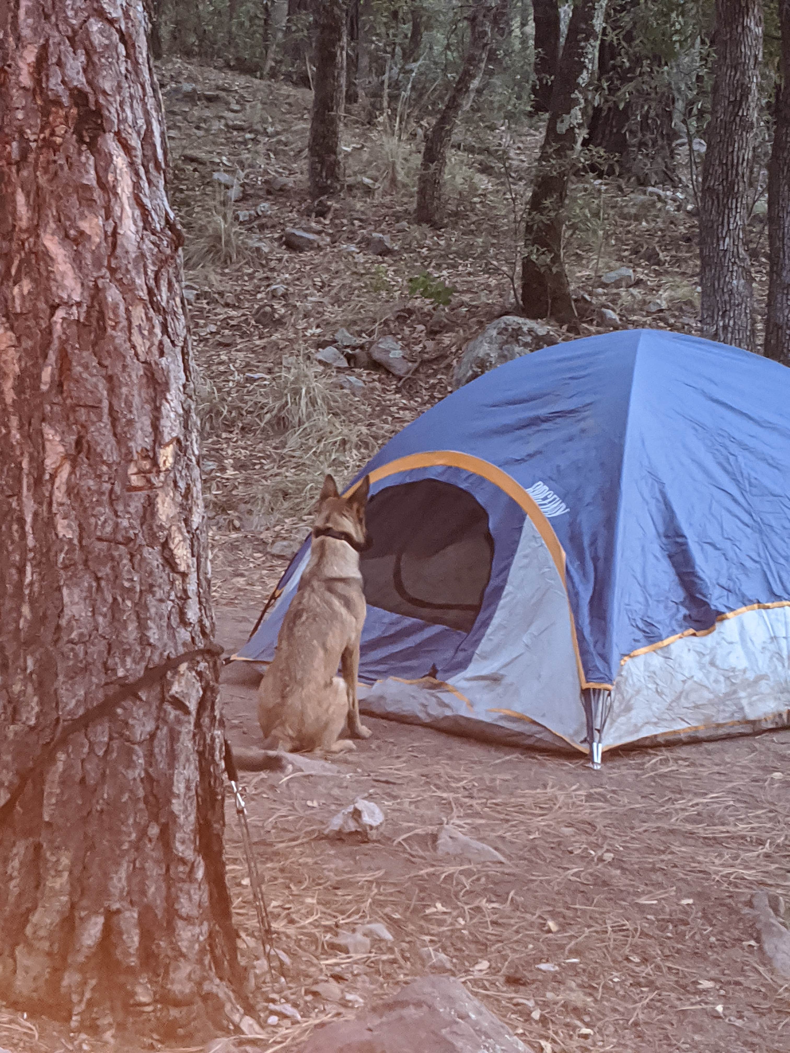 Tanner H.'s photo at Chiricahua Mountains near Douglas, AZ