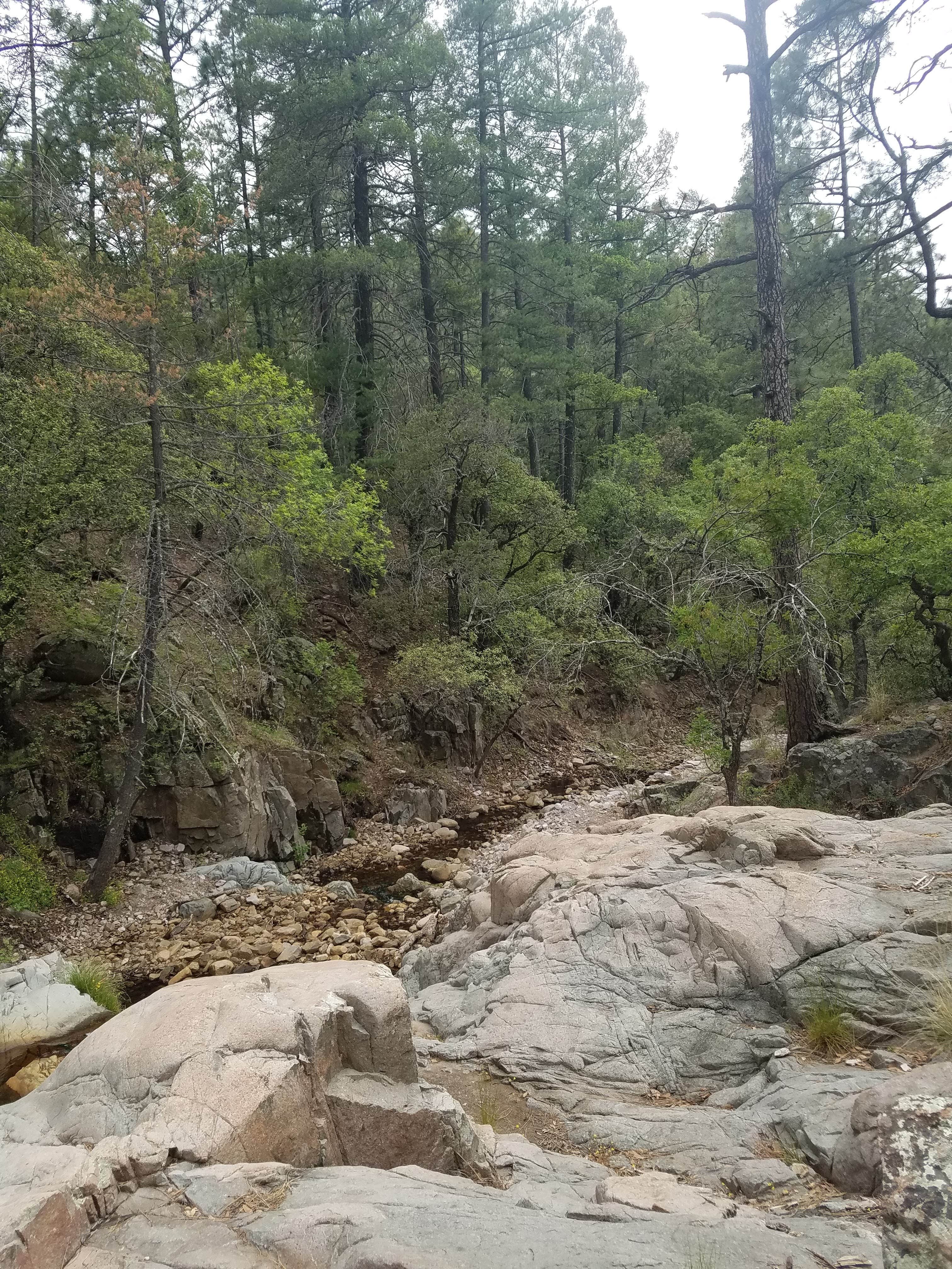 West Turkey Creek Dispersed