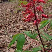 Review photo of Daingerfield State Park Campground by P , April 8, 2021